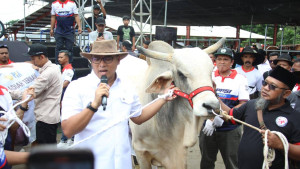 Segini Bobot 4 Sapi Jumbo Sumbangan Wamentan Sudaryono di Expo Sapi Boyolali